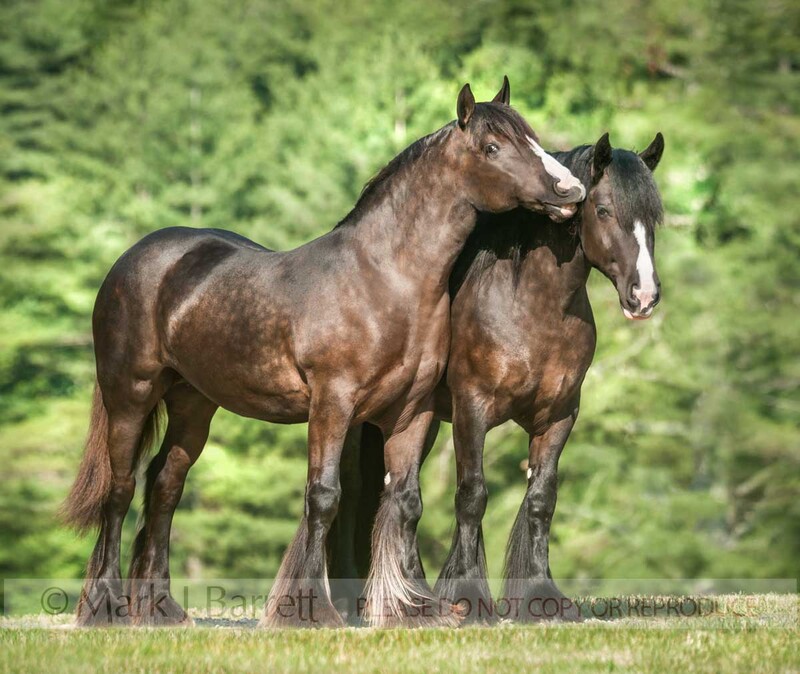 1471-14.jpg :: adult female Gypsy Vanner Horse mares play and socialize