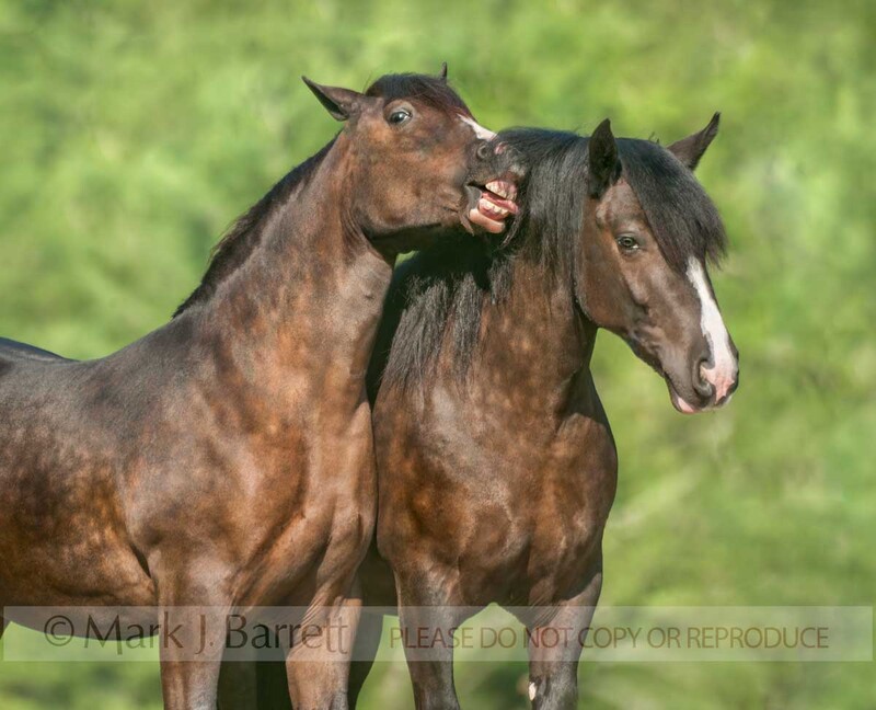 1471-17A(1).jpg :: adult female Gypsy Vanner Horse mares play and socialize