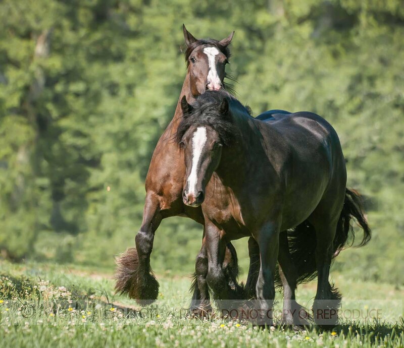 1471-52.jpg :: Gypsy Vanner Horse mares.  \