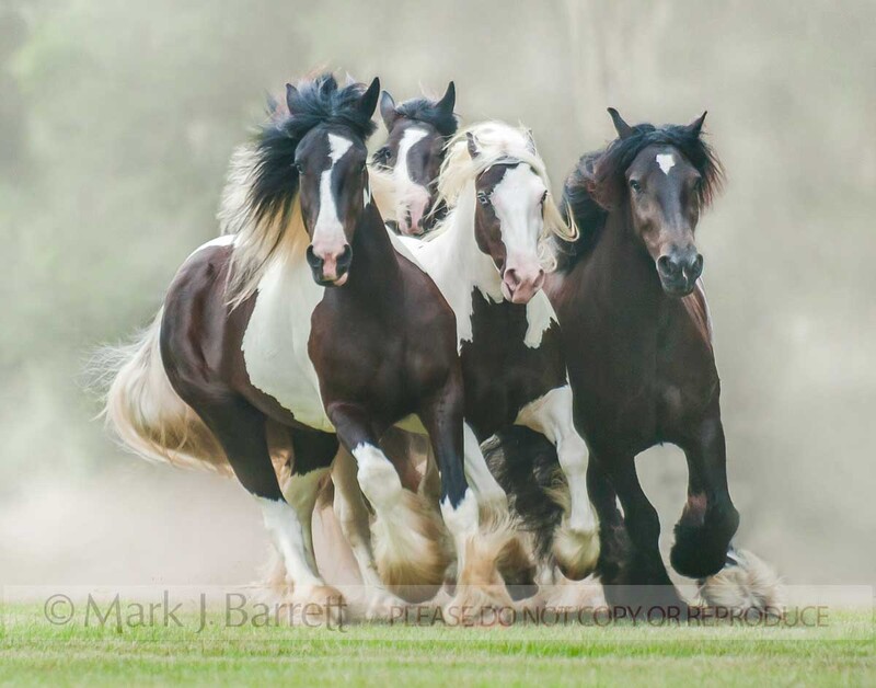 1476-16(1).jpg :: Gypsy Vanner Horse mares.  Gypsy Gold-Dennis Thompson