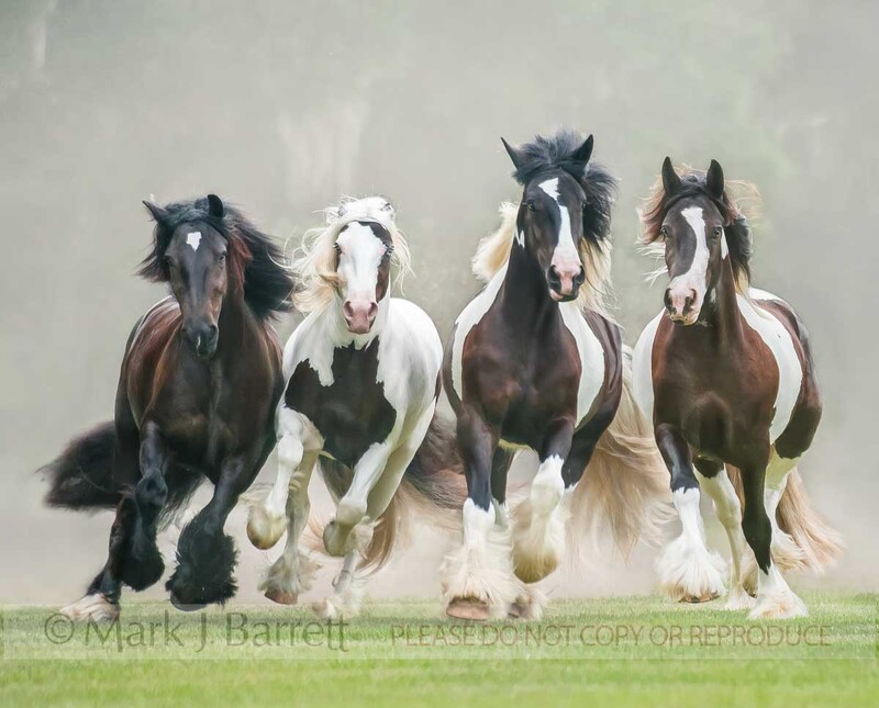 1476-18B(2).jpg :: Gypsy Vanner Horse mares.  Gypsy Gold-Dennis Thompson