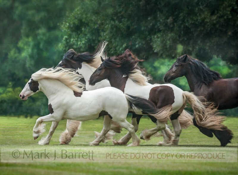 1476-37.jpg :: Gypsy Vanner Horse mares