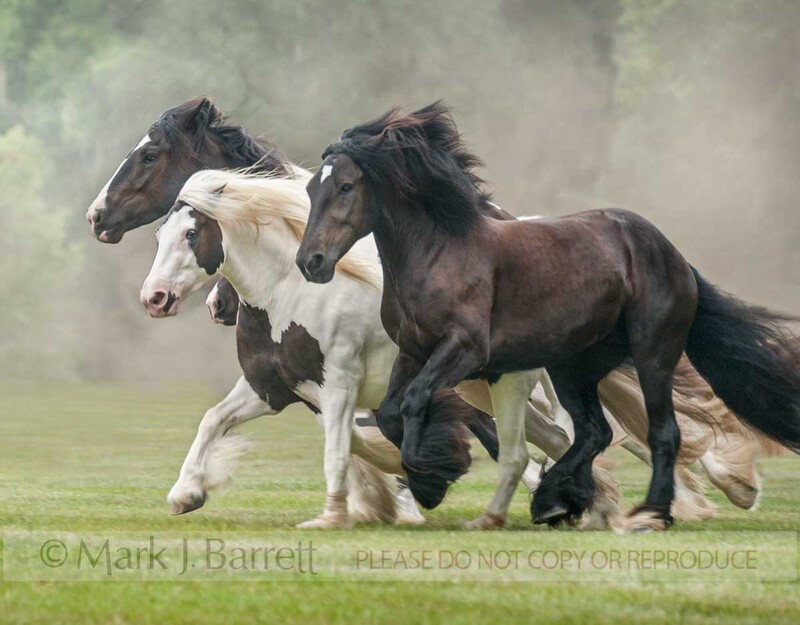 1476-40.jpg :: Gypsy Vanner Horse mares