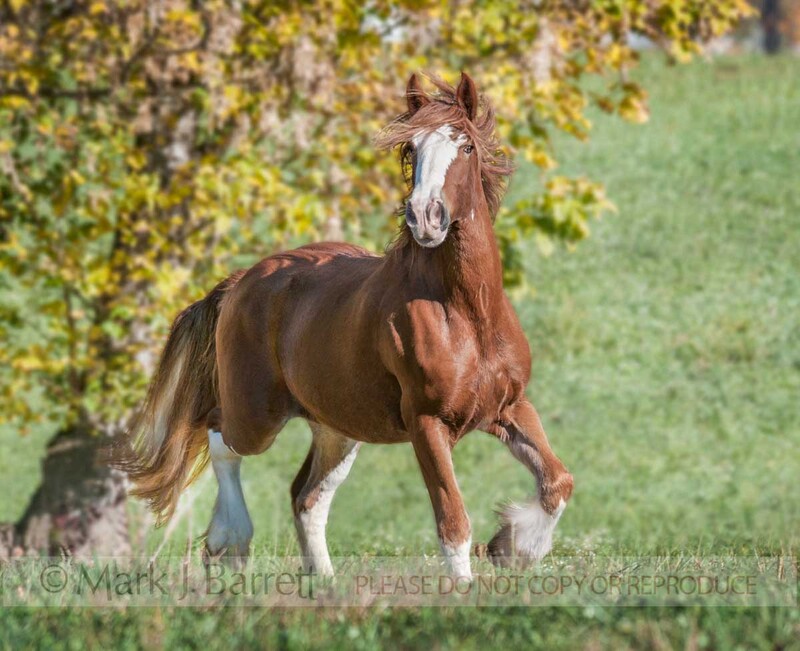 1478-39.jpg :: Shire Draft horse mare, rare Chestnut color