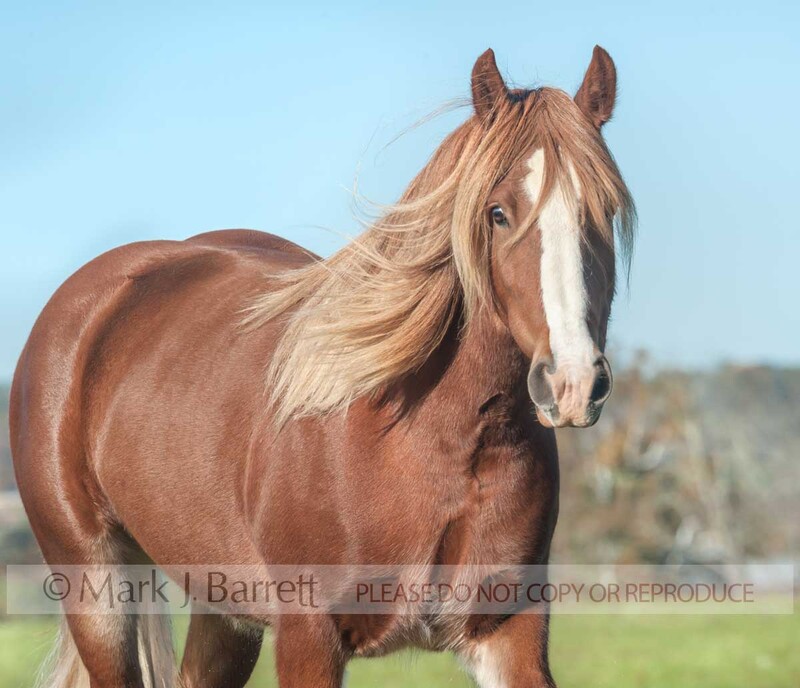 1479-1(1).jpg :: Gypsy Vanner Horse mare