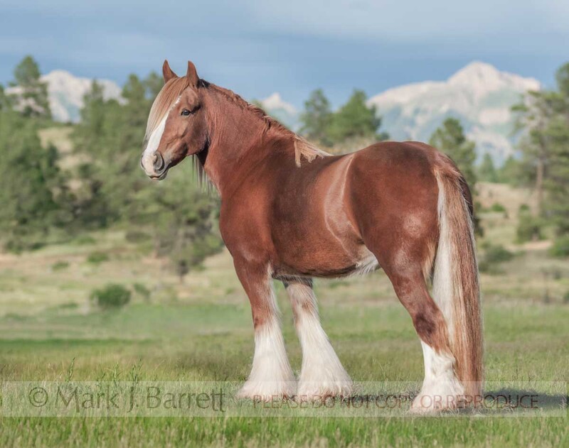 1479-5A(1).jpg :: Gypsy Vanner Horse mare