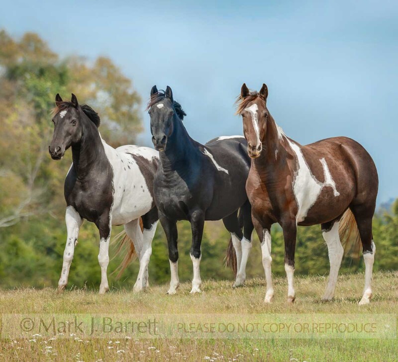 1480-1C.jpg :: adult female Paint Horse mares in field with blue sky Horses