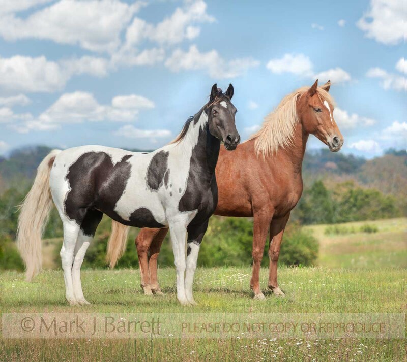 1480-20B(3).jpg :: Tennessee Walking Horses