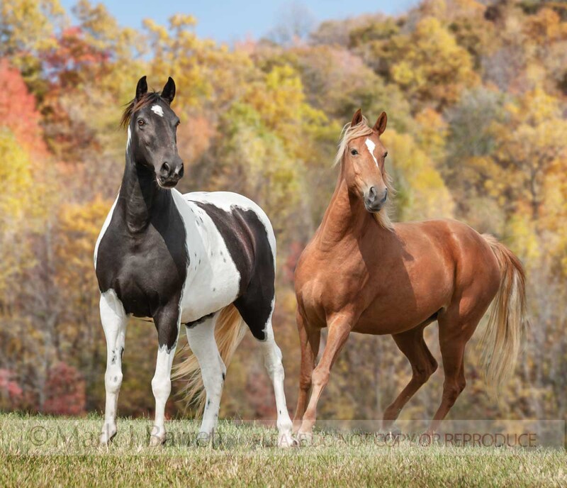 1480-3.jpg :: adult female Tennessee Walking Horses