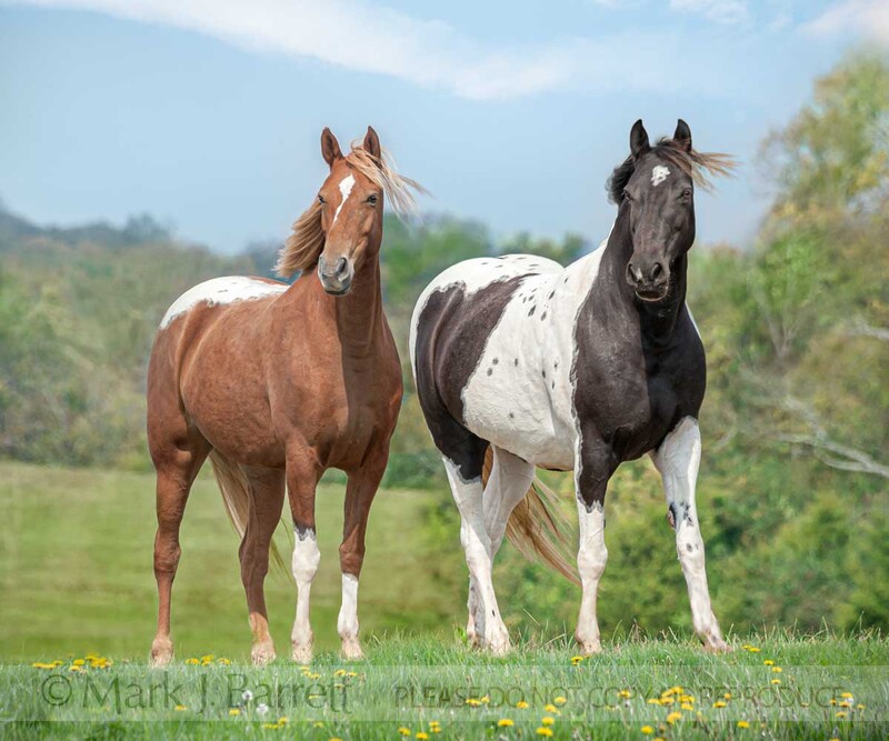 1480-36B(4).jpg :: Pair of Tennessee Walking Horses stand on a hill overlook
