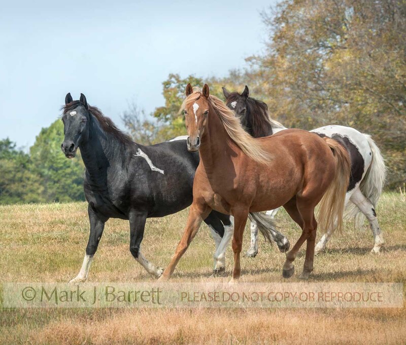 1480-42A.jpg :: Tennessee Walking Horses