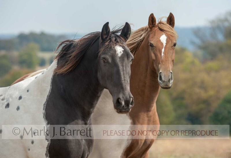 1480-69A.jpg :: pair adult female American Paint Horses stand close together in autumn field
