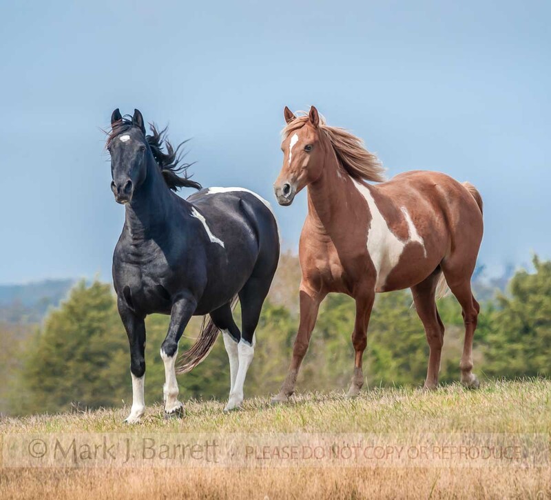 1480-6C.jpg :: Pair of American Paint horses running over a rise in fieldHorses