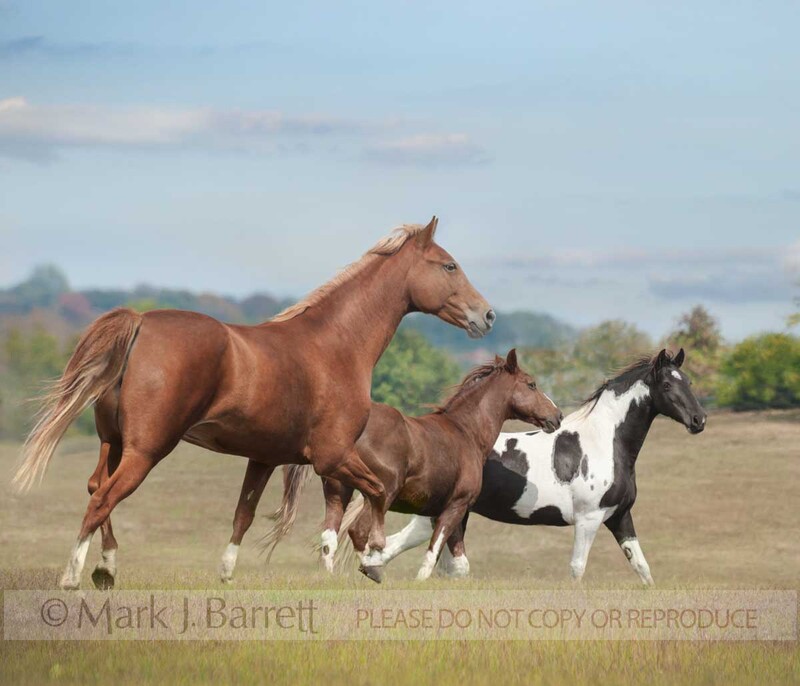 1480-7A.jpg :: Tennessee Walking Horses