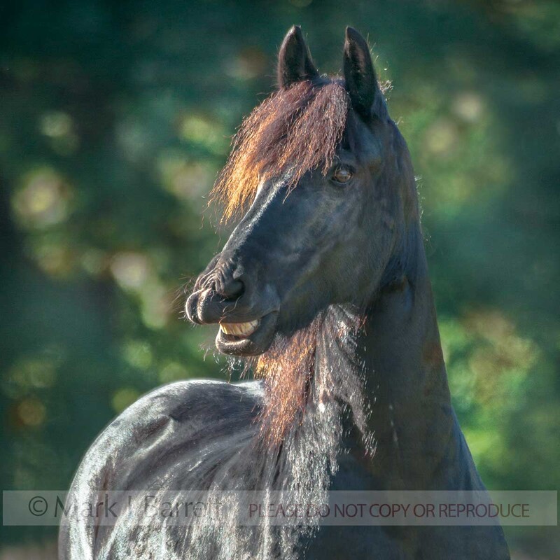 1483-30A(1).jpg :: Friesian horse mare whinnies