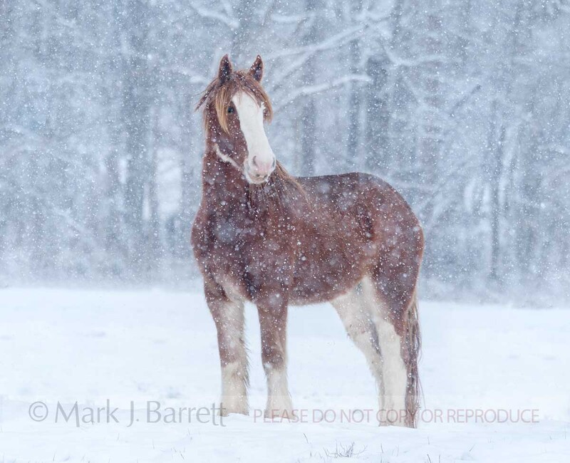 1487-15C(1).jpg :: Clydesdale draft horse mare in snowy field