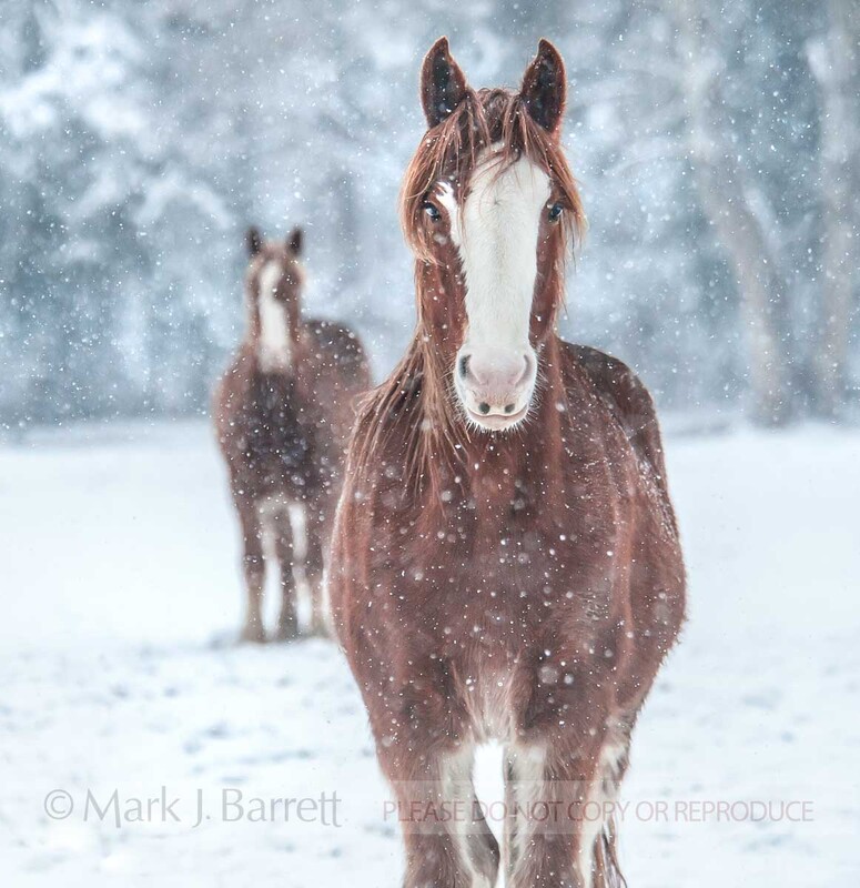 1487-9(1).jpg :: Clydesdale Draft Horses in snow