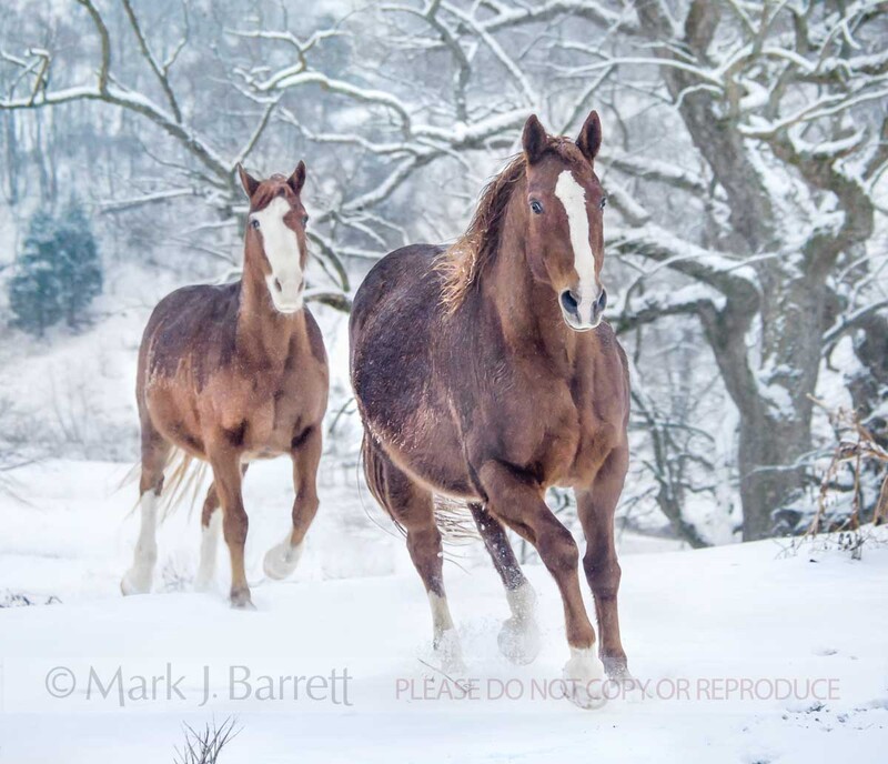 1489-10A.jpg :: Pair of adult female Quarter Horse mares in snow