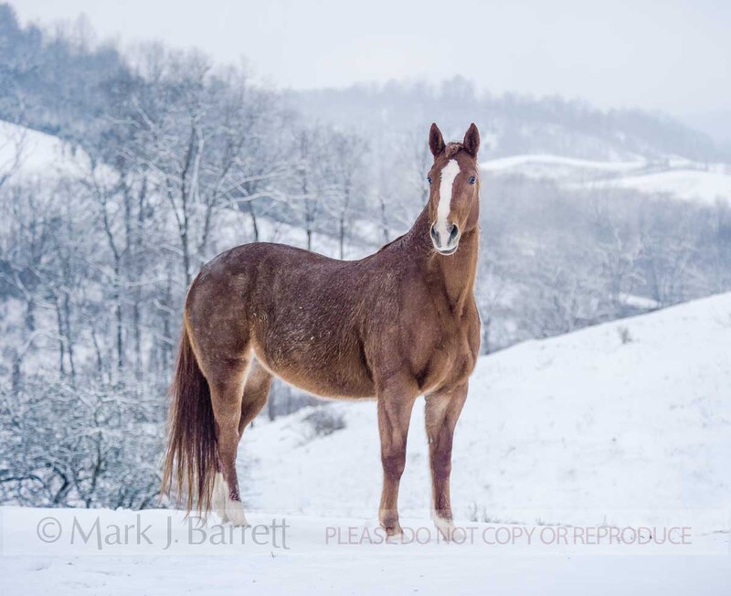 1489-21(1).jpg :: Pair of Quarter Horse mares stand on snowy overlook