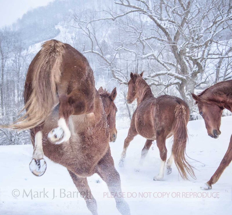 1489-2B(1).jpg :: Quarter Horse mares romp in snow