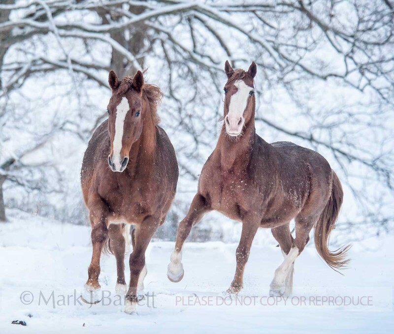 1489-6A(1).jpg :: QUARTER hORSE MARES RUN IN SNOW