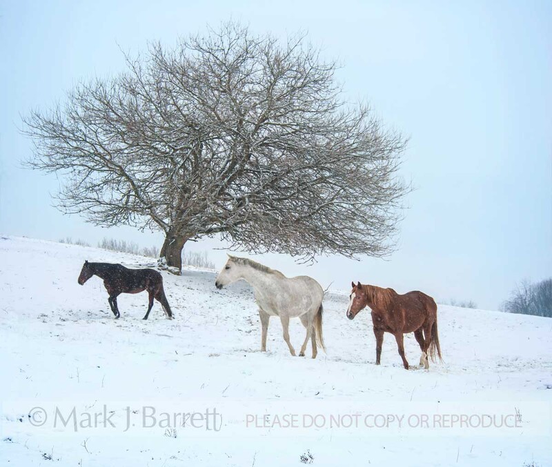 1490-17A.jpg :: Group of Quarter Horse mares in snow