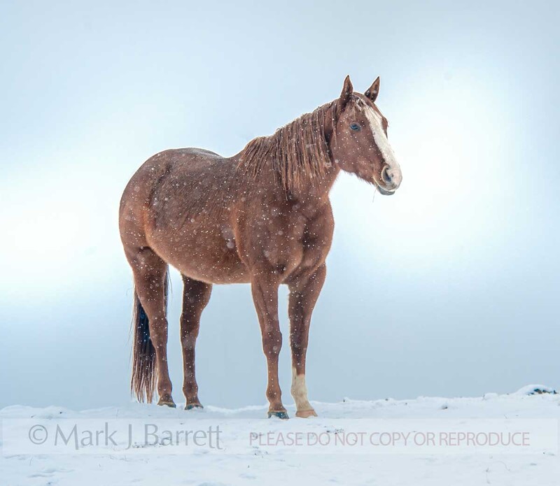 1490-20A(1).jpg :: Quarter horse standing on snowy rise