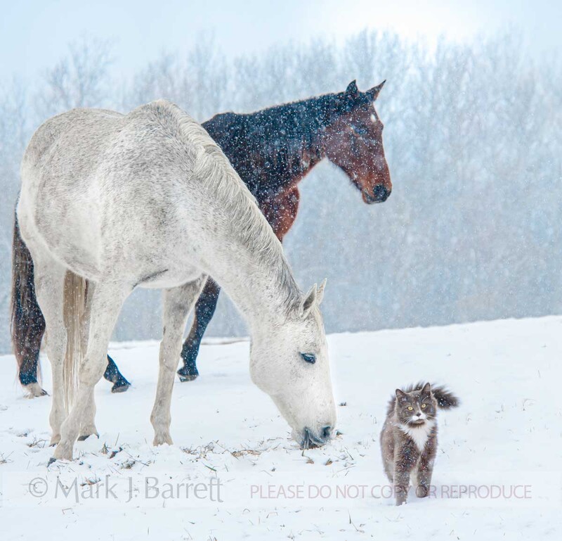 1490-5A(1).jpg :: Quarter Horse mares with cat friend in snow storm