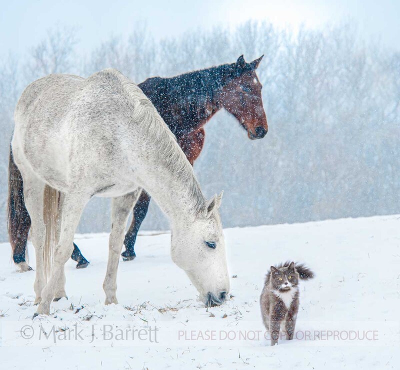 1490-5A(3).jpg :: Quarter Horse mares with cat friend in snow storm
