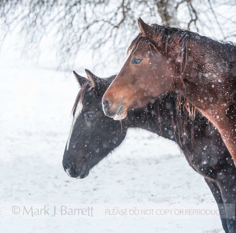 1492-12.jpg :: Pair of Quarter Horse mares in snow