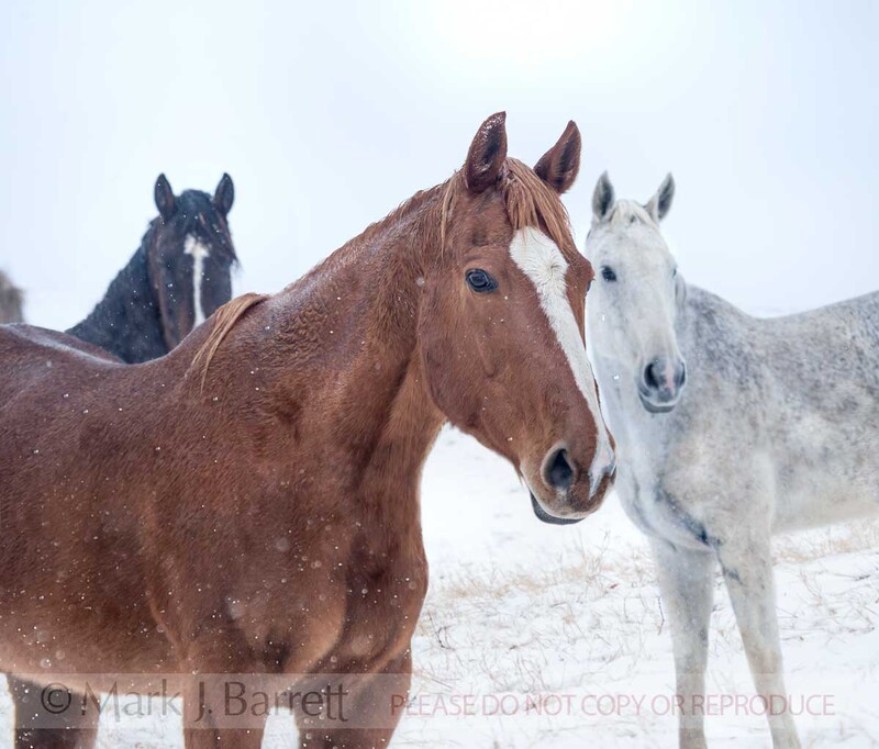 1492-19A(3).jpg :: Quarter Horse mares in snowy paddock