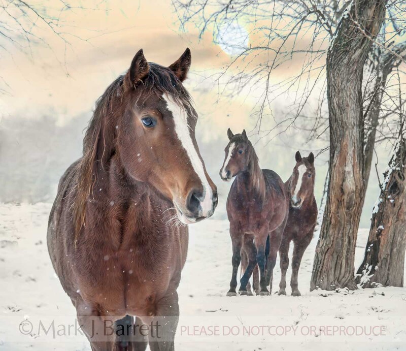 1492-1B(1).jpg :: Quarter Horses in snow storm
