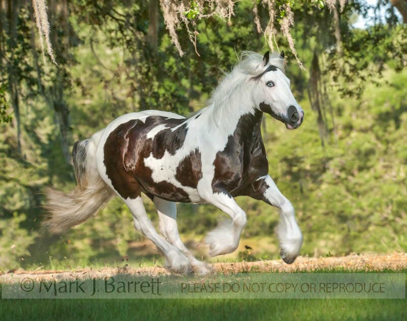 1495-62(1).jpg :: Gypsy Vanner Horse mare