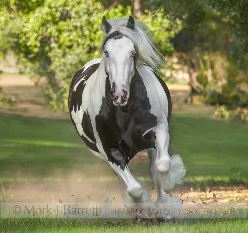 1495-67(1).jpg :: Gypsy Vanner Horse mare gallops toward us