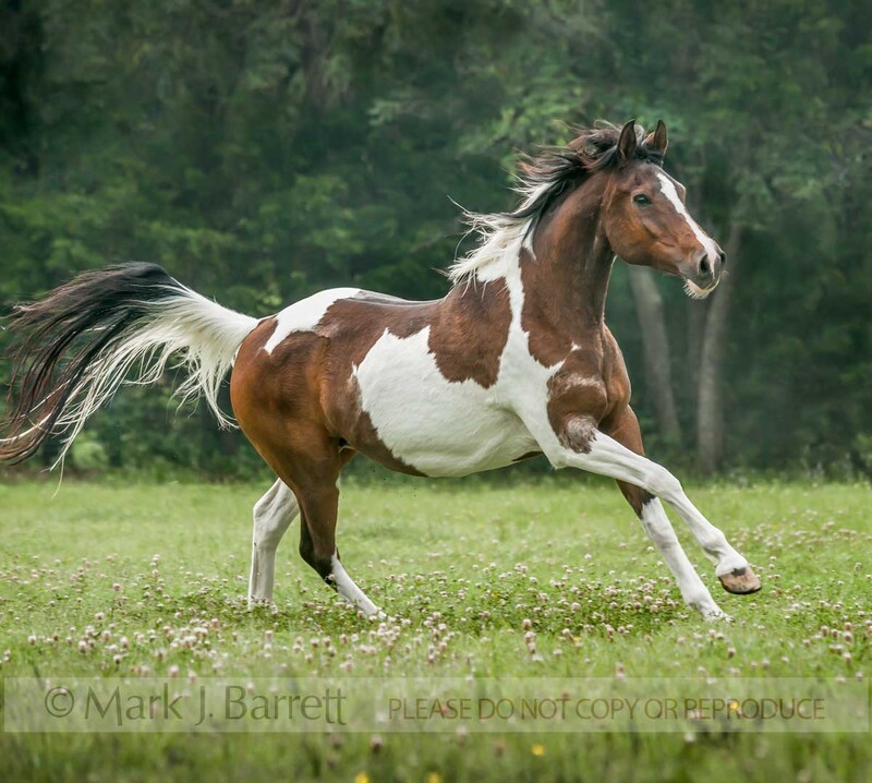 1499-13A(1).jpg :: adult Paint Horse/mare rund across wildflower field