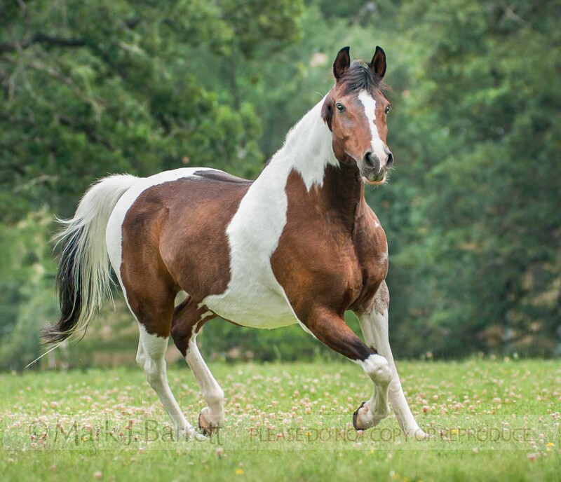 1499-24(2).jpg :: adult female Paint horse mare trots in wildlower field