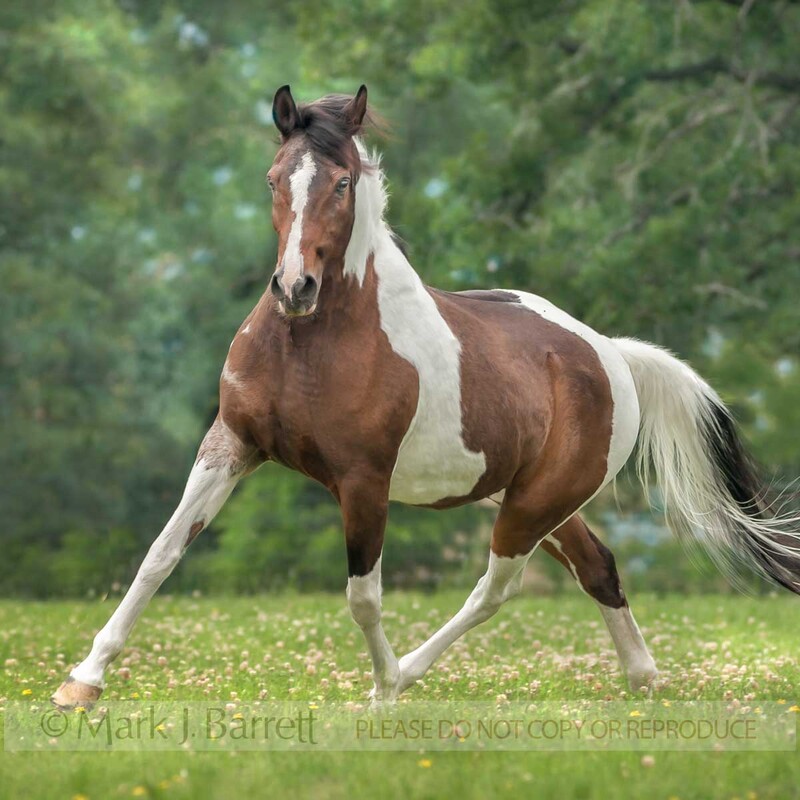 1499-25A(1).jpg :: National Show Horse/Pinto cross mare