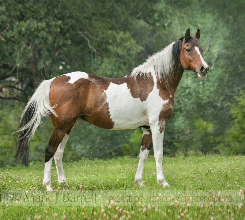1499-4.jpg :: National Show Horse/Pinto cross mare.