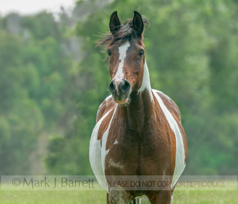 1499-8A.jpg :: Adult female paint horse mare runs in field