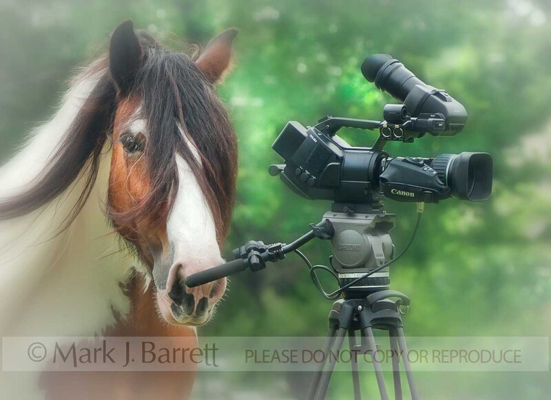 1502-16A(1).jpg :: Gypsy Vanner horse with video camera in paddock