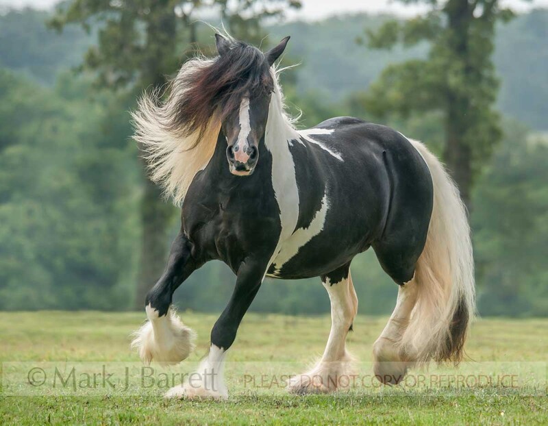 1508-1.jpg :: adult female Gypsy Vanner Horse mare trots in green field with long hair flying