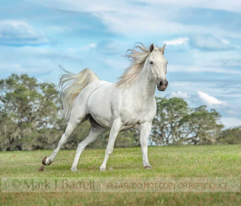 1512-24A(1).jpg :: Welsch Pony-Arabian cross