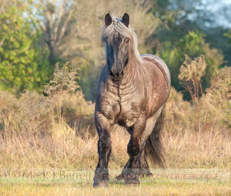1514-14A(1).jpg :: Blue roan Brabant mare