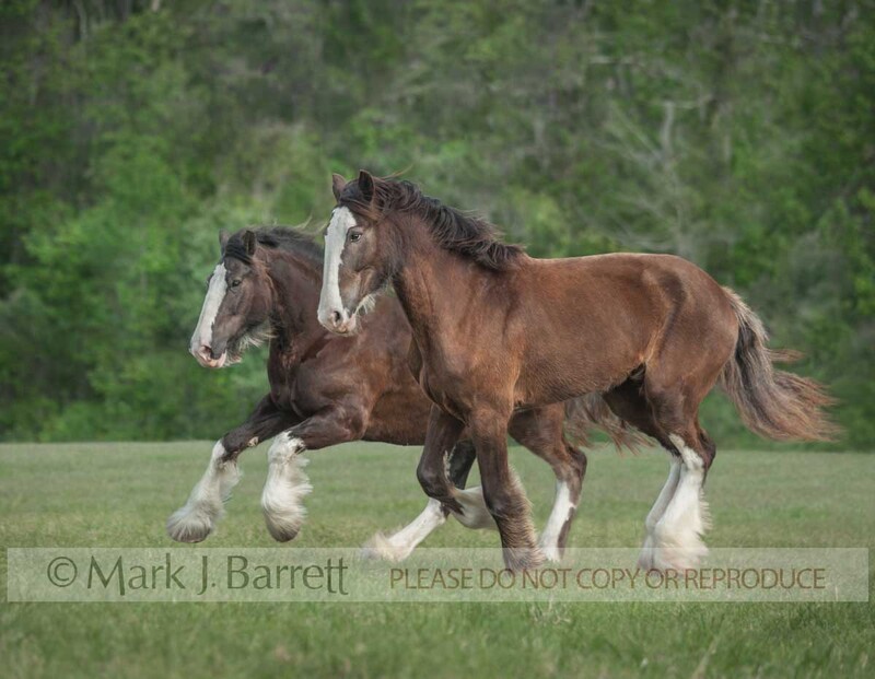 1516-23B.jpg :: Two adult female Clydesdale Draft Horse mares run across grass field