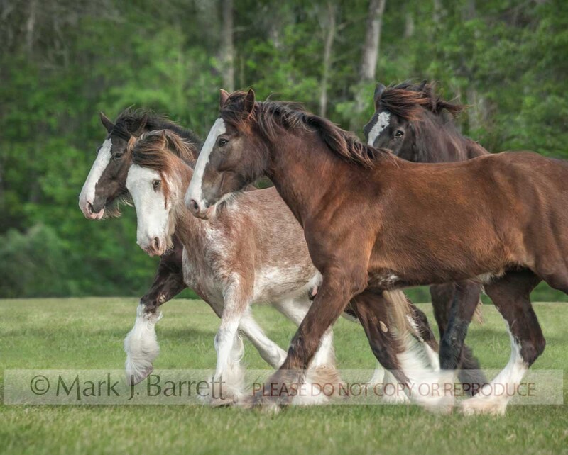 1516-24A.jpg :: herd of adult female Clydesdale Draft Horse mares run in group on grass field