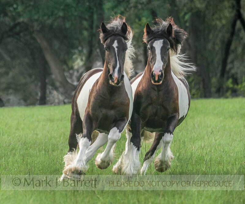 1519-70(1).jpg :: Gypsy Vanner Horse filly and mare