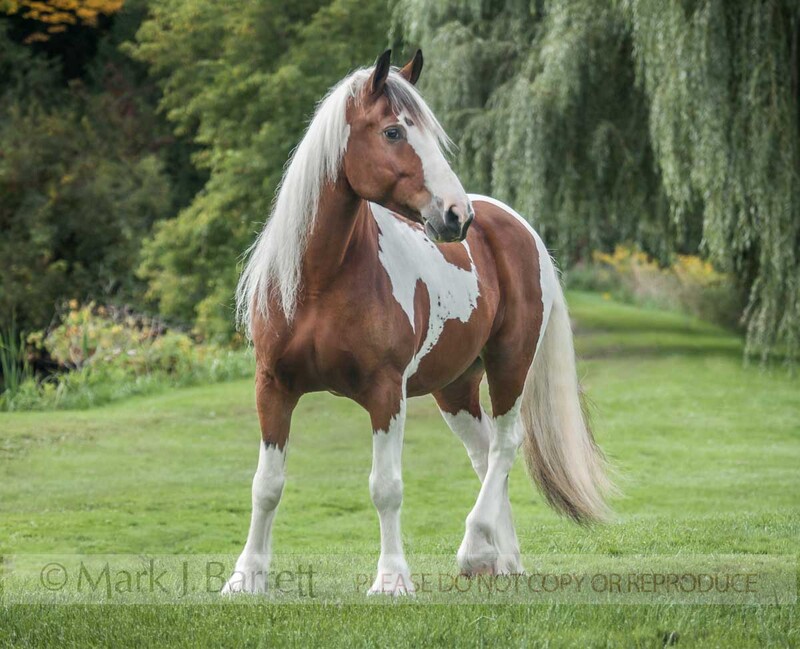 1521-10(1).jpg :: Pinto horse mare