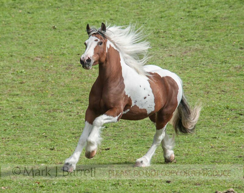 1521-27(1).jpg :: Lightly feathered horse mare.