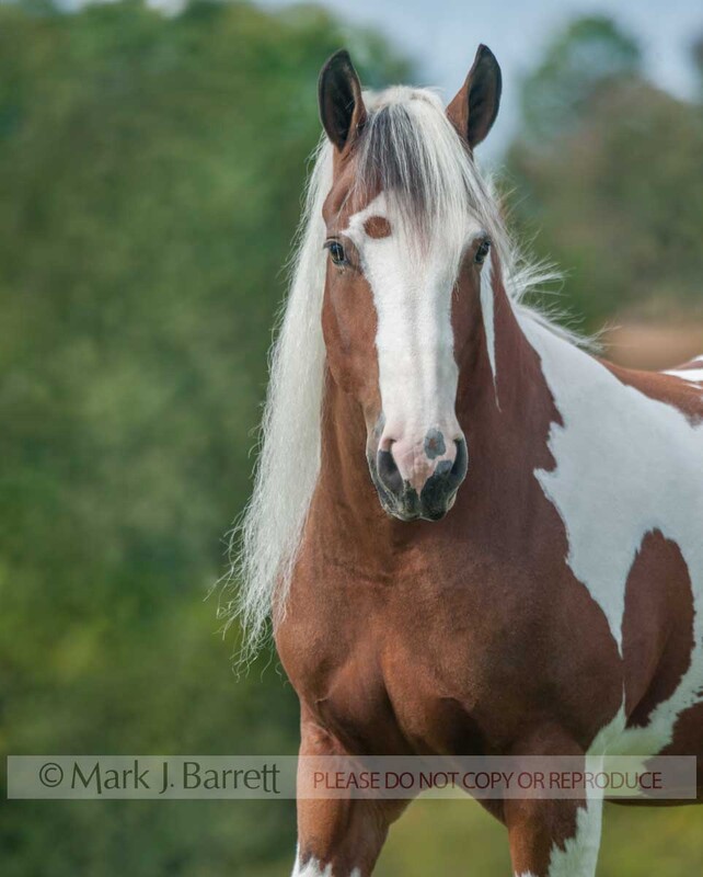1521-55A.jpg :: adult female paint horse in green field.