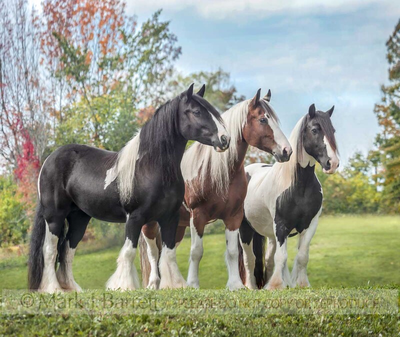 1522-19.jpg :: Three Gypsy Vanner Horse mares standing together on green hill